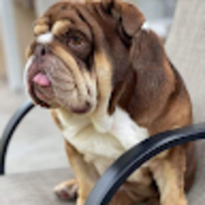 Meet your Posher, Molly